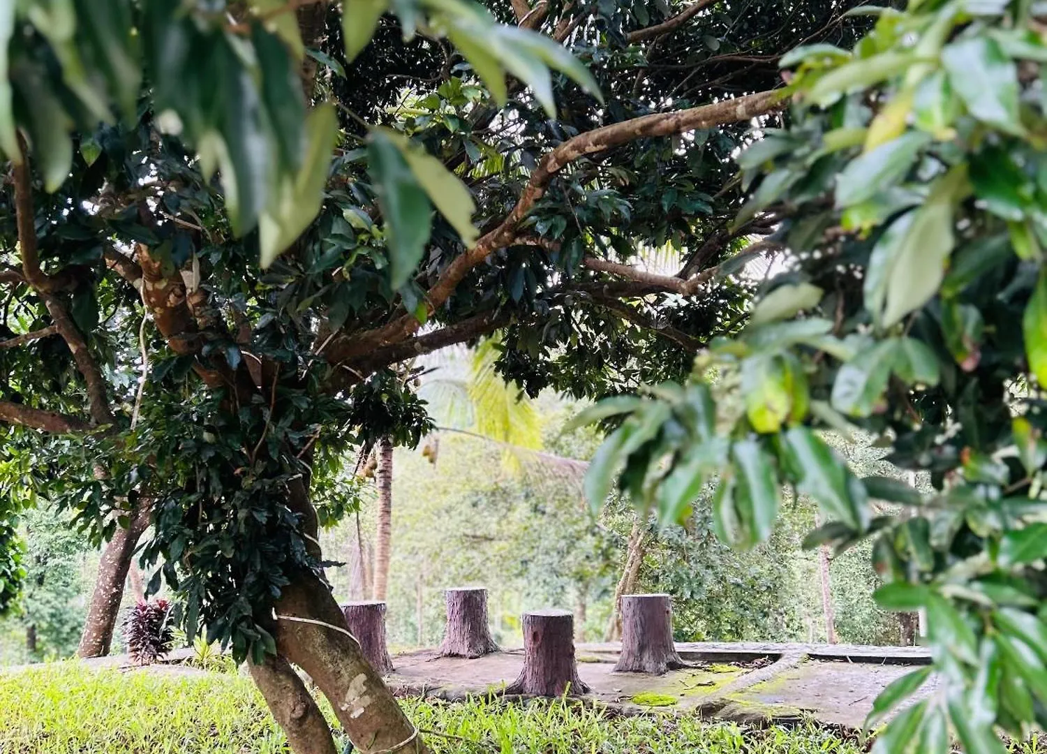 Hotel Mist Wayanad